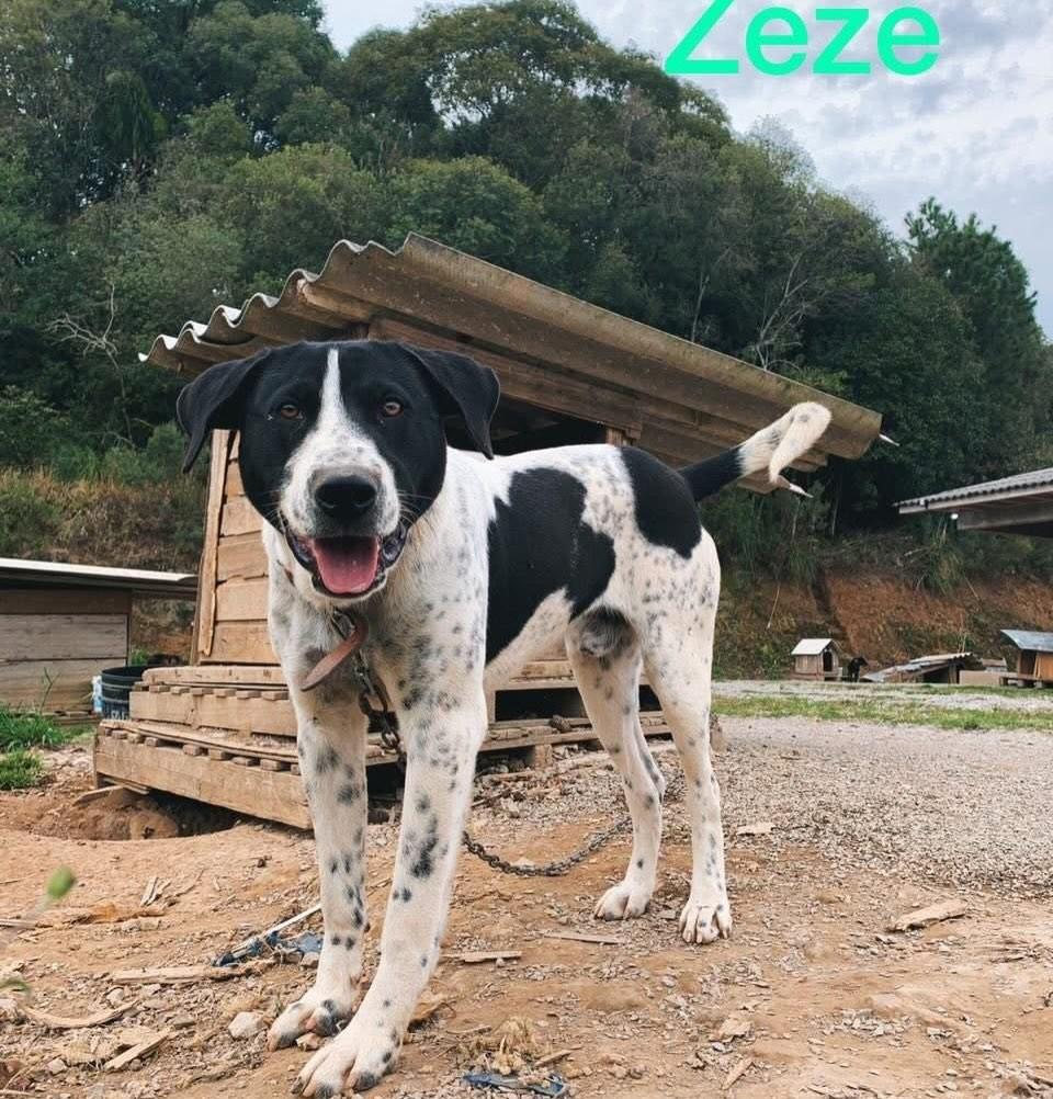 Zezé, cachorro de porte médio para adoção em Farroupilha - RS