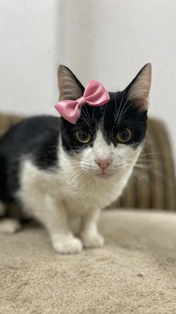 Leca, gata para adoção em Farroupilha - RS