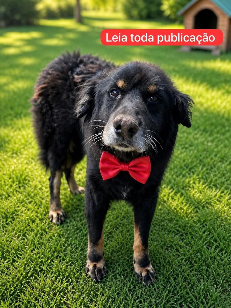 Batman, cachorro de porte grande para adoção em Farroupilha - RS