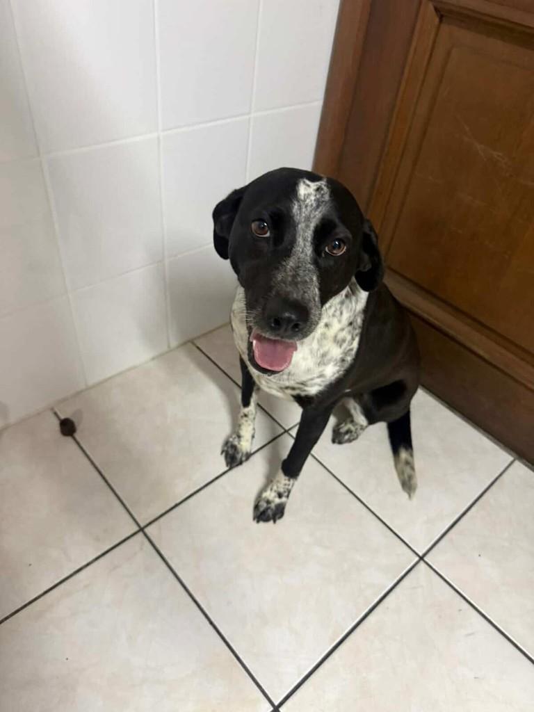 Ela, cadela de porte médio para adoção em Farroupilha - RS