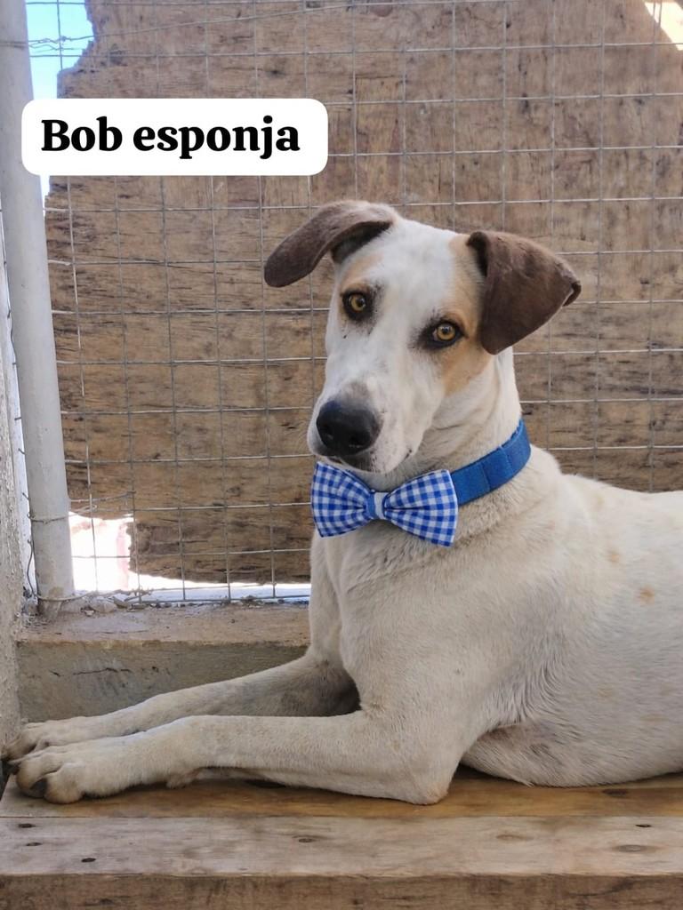 Bob Esponja, cachorro de porte grande para adoção em Farroupilha - RS