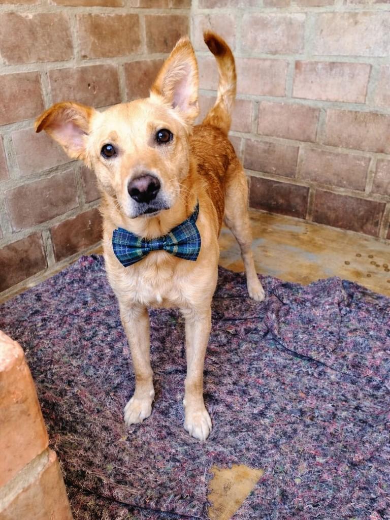Bilu, cachorro de porte médio para adoção em Farroupilha - RS