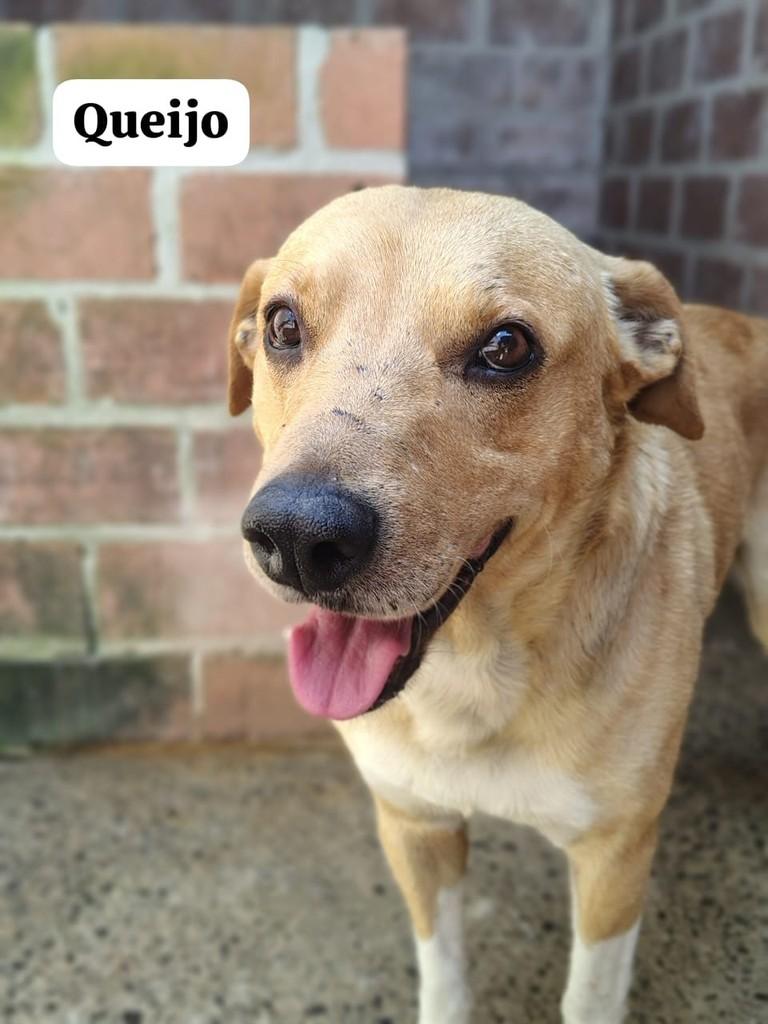 Queijo, cachorro de porte grande para adoção em Farroupilha - RS