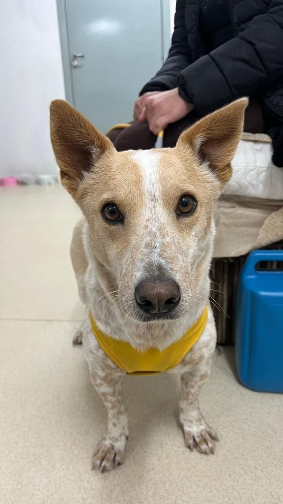 Alvin, cachorro de porte pequeno para adoção em Farroupilha - RS