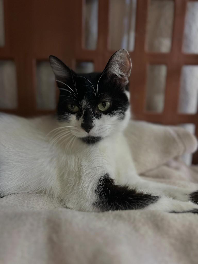 Teresa, gata para adoção em Farroupilha - RS