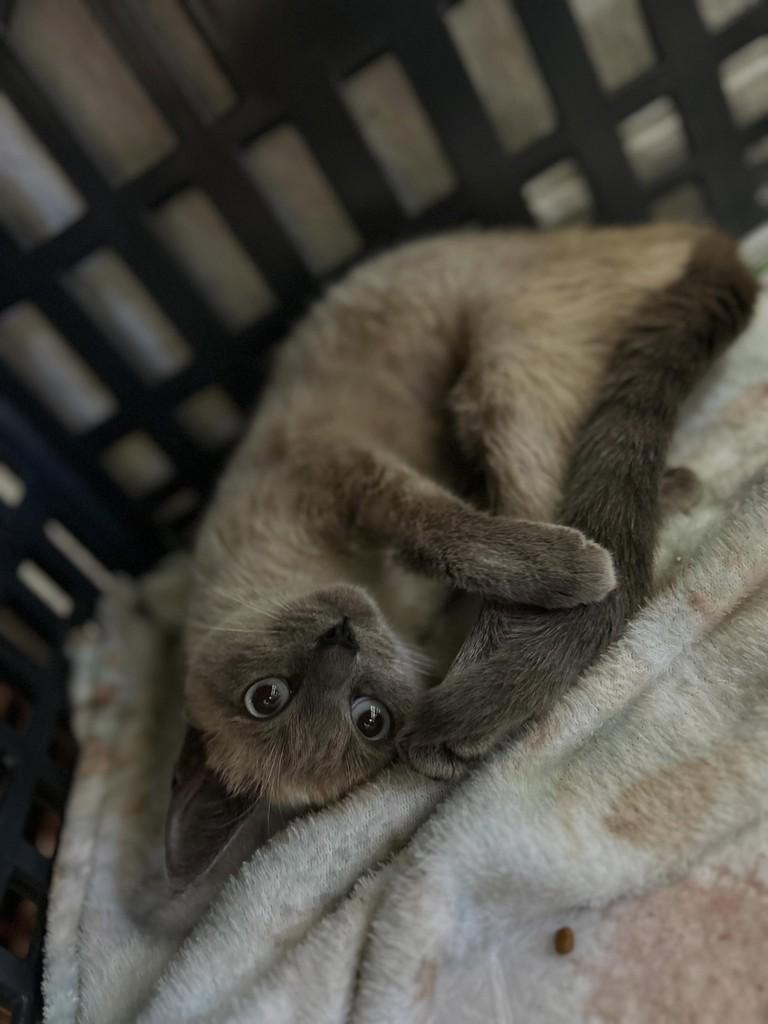Catarina, gata para adoção em Farroupilha - RS