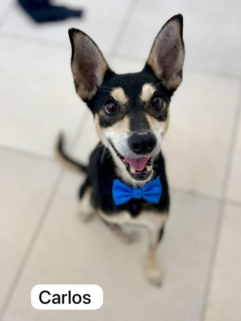 Carlos, cachorro de porte pequeno para adoção em Farroupilha - RS