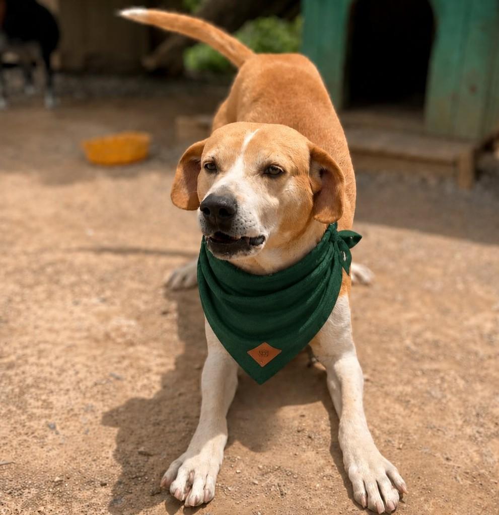 Tormi, cachorro de porte grande para adoção em Farroupilha - RS