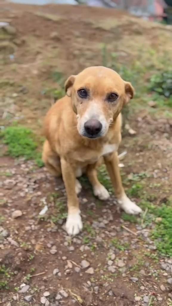 Príncipe, cachorro de porte grande para adoção em Farroupilha - RS