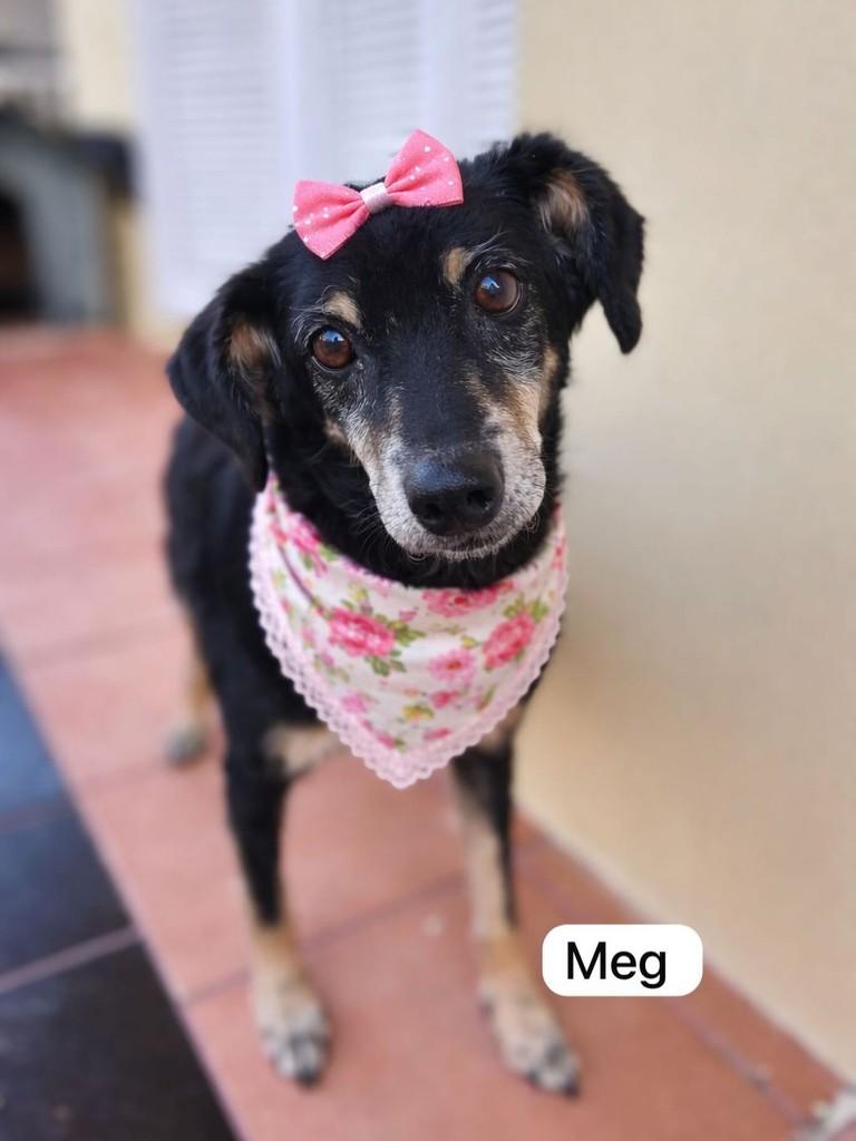 Meg, cadela de porte pequeno para adoção em Farroupilha - RS