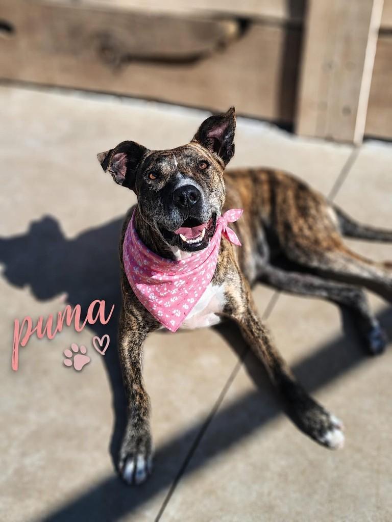 Puma, cadela de porte médio para adoção em Farroupilha - RS