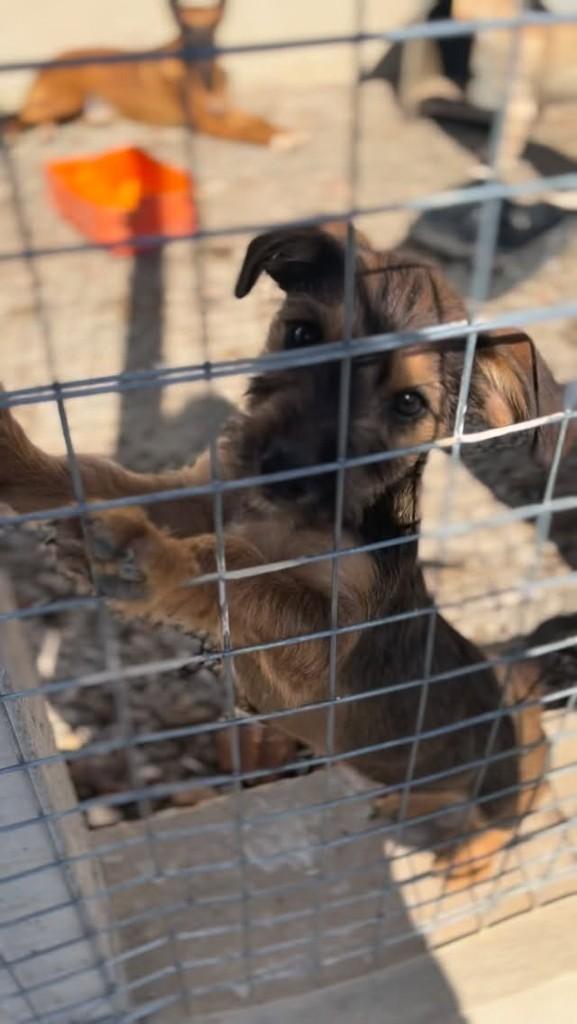 Chuchu, cachorro de porte pequeno para adoção em Farroupilha - RS