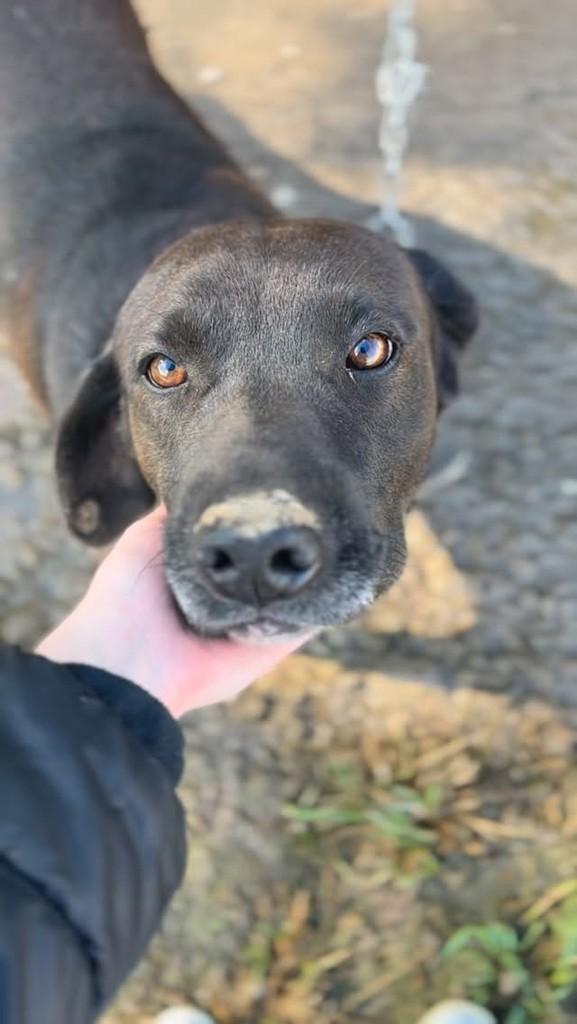 Hórus, cachorro de porte grande para adoção em Farroupilha - RS