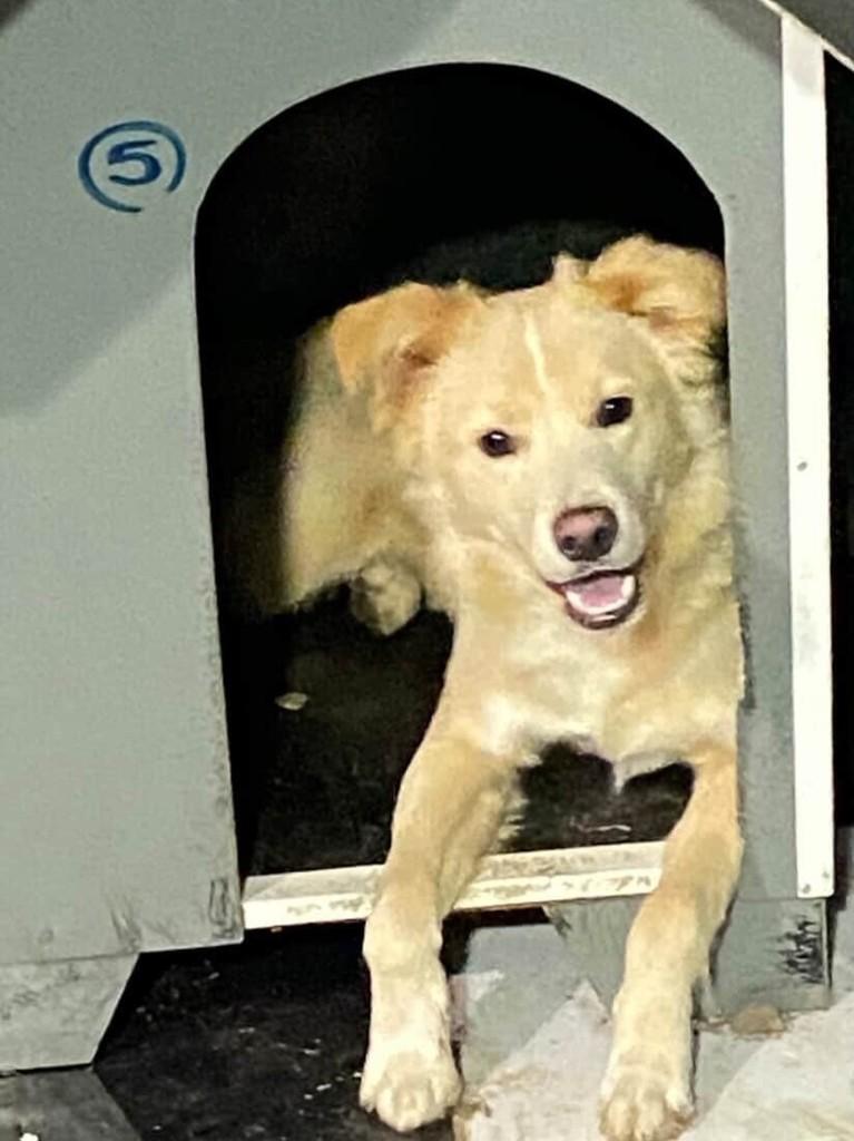 Marlon, cachorro de porte médio para adoção em Farroupilha - RS