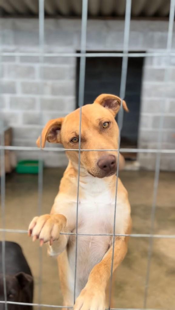 Sky, cachorro de porte grande para adoção em Farroupilha - RS