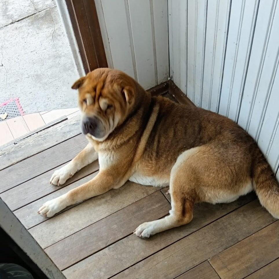 Senhorzinho, cachorro de porte grande para adoção em Farroupilha - RS