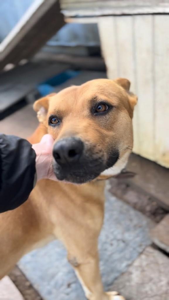 Bolacha, cachorro de porte grande para adoção em Farroupilha - RS