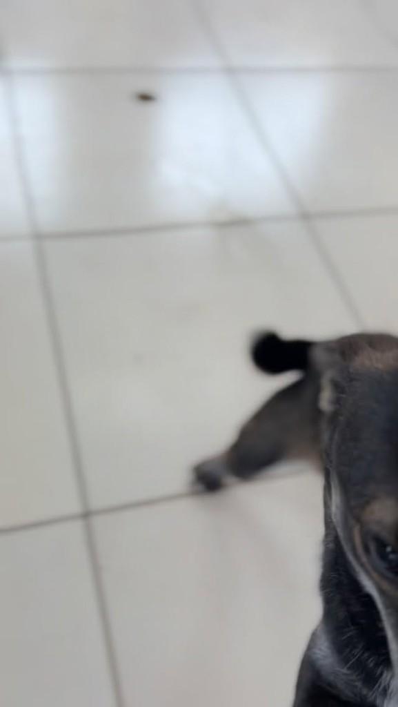 Deise, cadela de porte médio para adoção em Farroupilha - RS