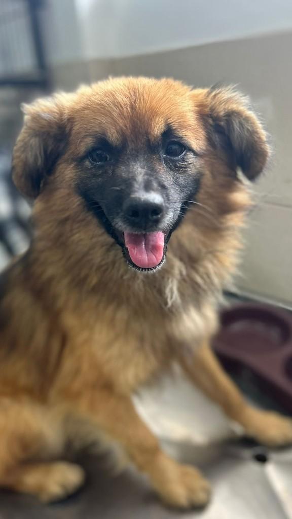 Chewbacca, cachorro de porte pequeno para adoção em Farroupilha - RS