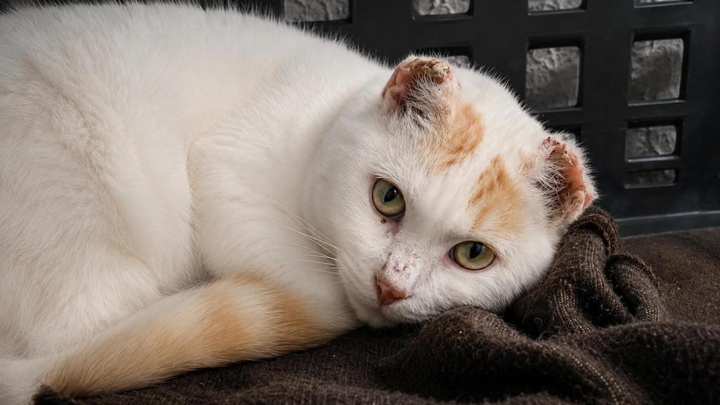Neve, gata de porte médio para adoção em Farroupilha - RS
