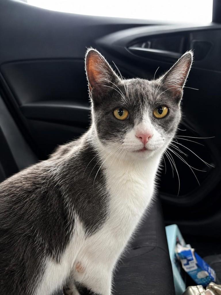 Augusto, gato de porte médio para adoção em Farroupilha - RS