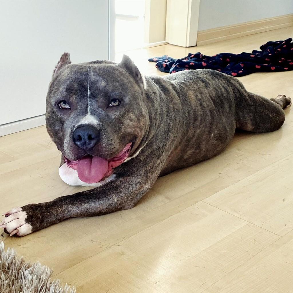 Athos, cachorro de porte médio para adoção em Farroupilha - RS