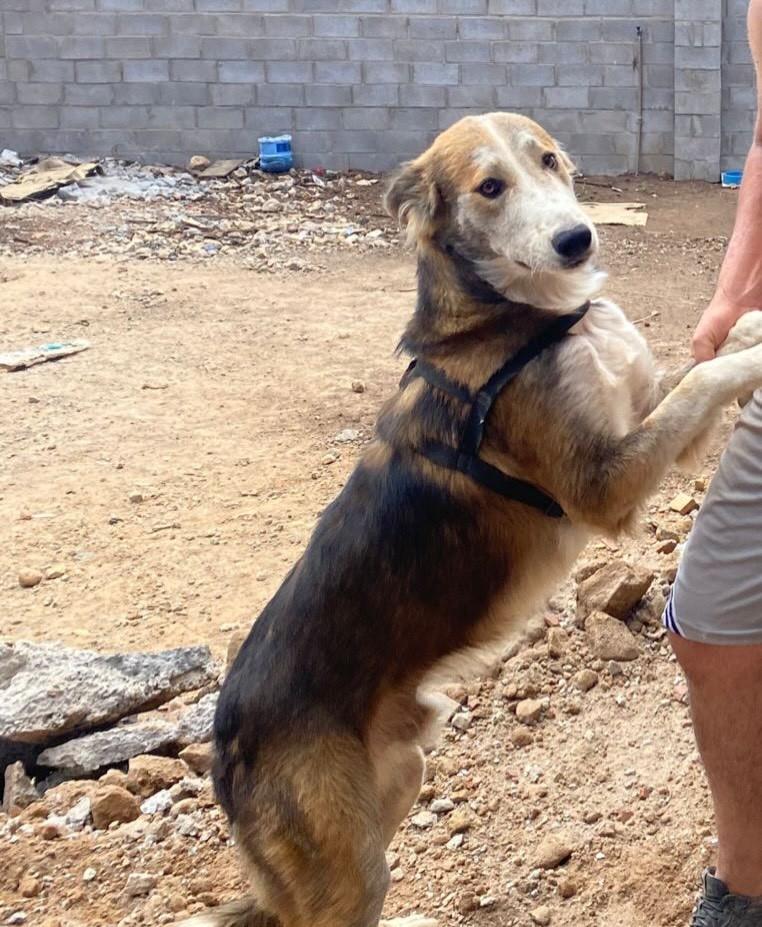 Baruck, cachorro de porte grande para adoção em Farroupilha - RS