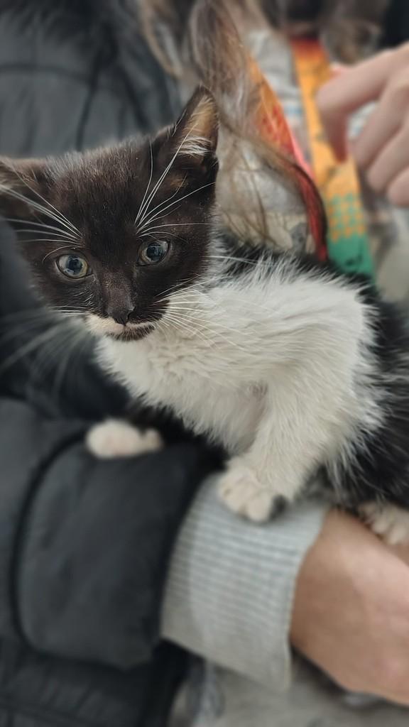 Tom, gato para adoção em Farroupilha - RS