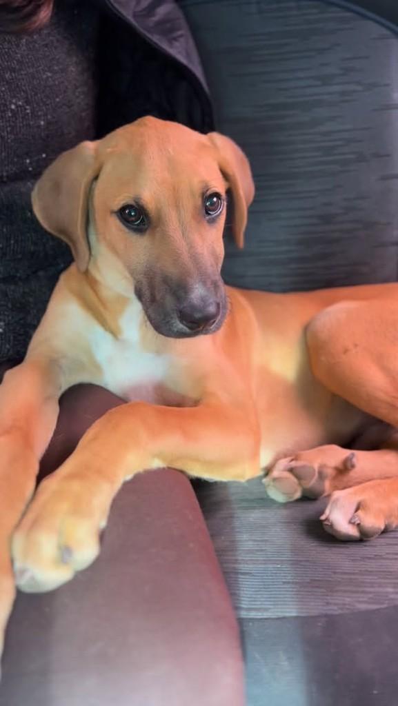 Lilo, cachorro de porte grande para adoção em Farroupilha - RS