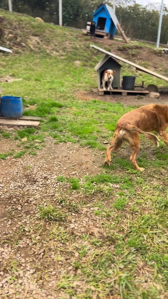 Bono, cachorro de porte grande para adoção em Farroupilha - RS