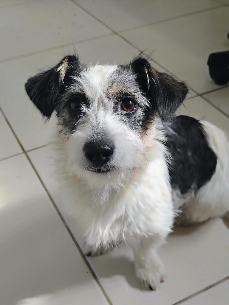 Lila, cadela de porte pequeno para adoção em Farroupilha - RS