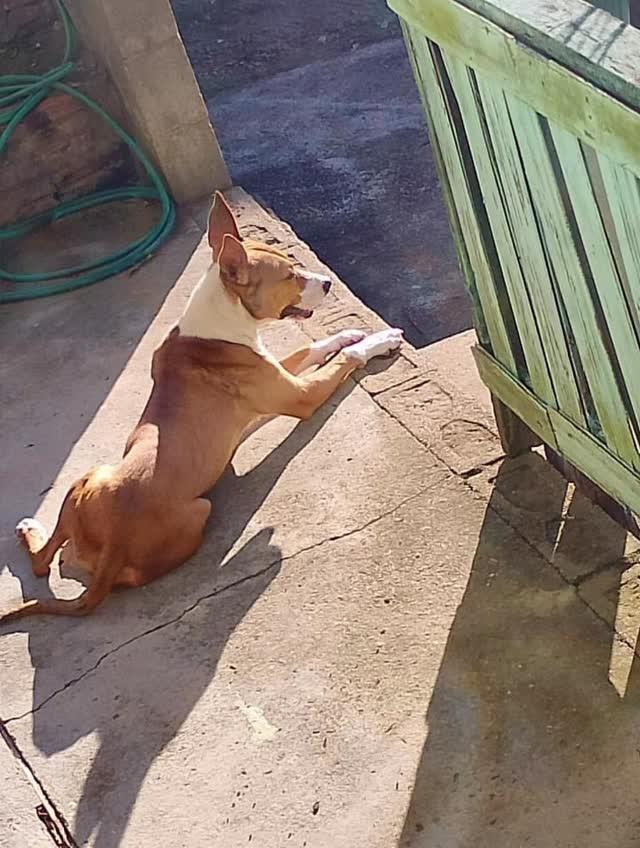 Chase, cachorro de porte pequeno para adoção em Farroupilha - RS