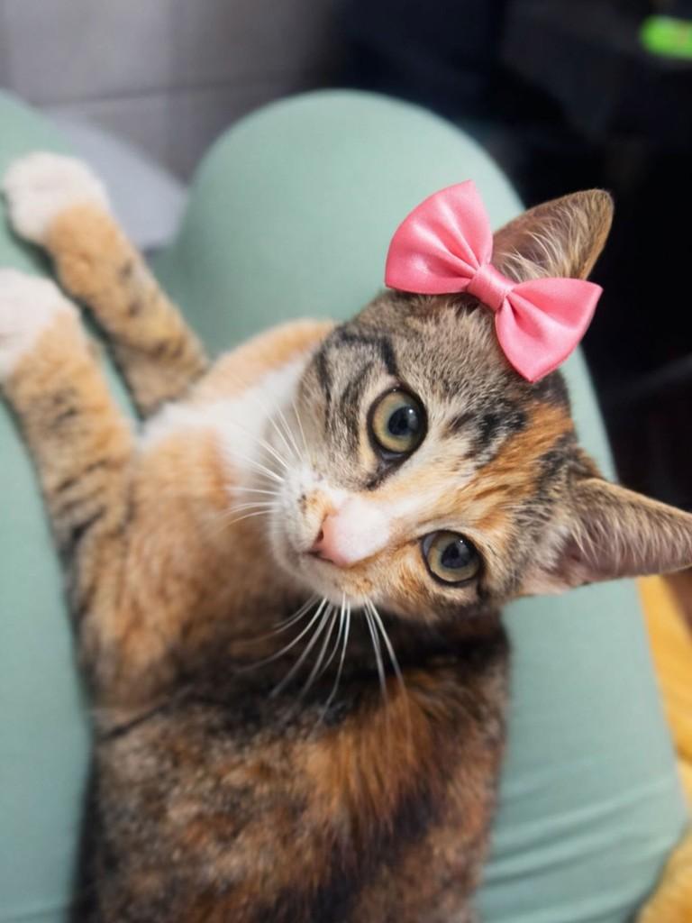 Pimentinha, gata de porte pequeno para adoção em Farroupilha - RS