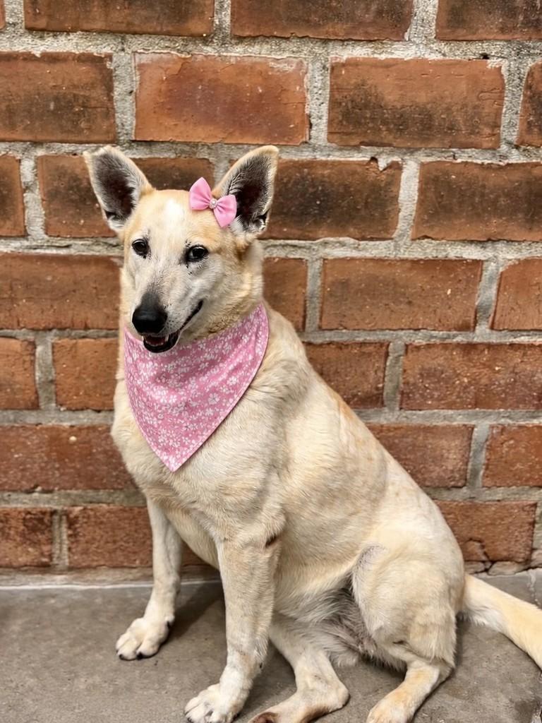 Paloma, cadela de porte grande para adoção em Farroupilha - RS
