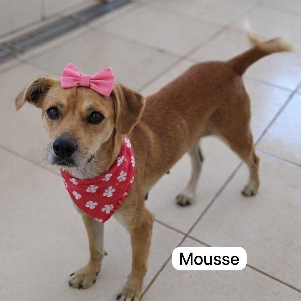 Mousse, cadela de porte médio para adoção em Farroupilha - RS