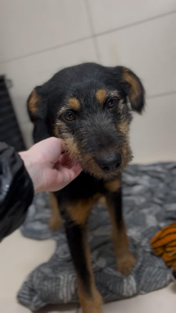 Milli, cadela de porte médio para adoção em Farroupilha - RS