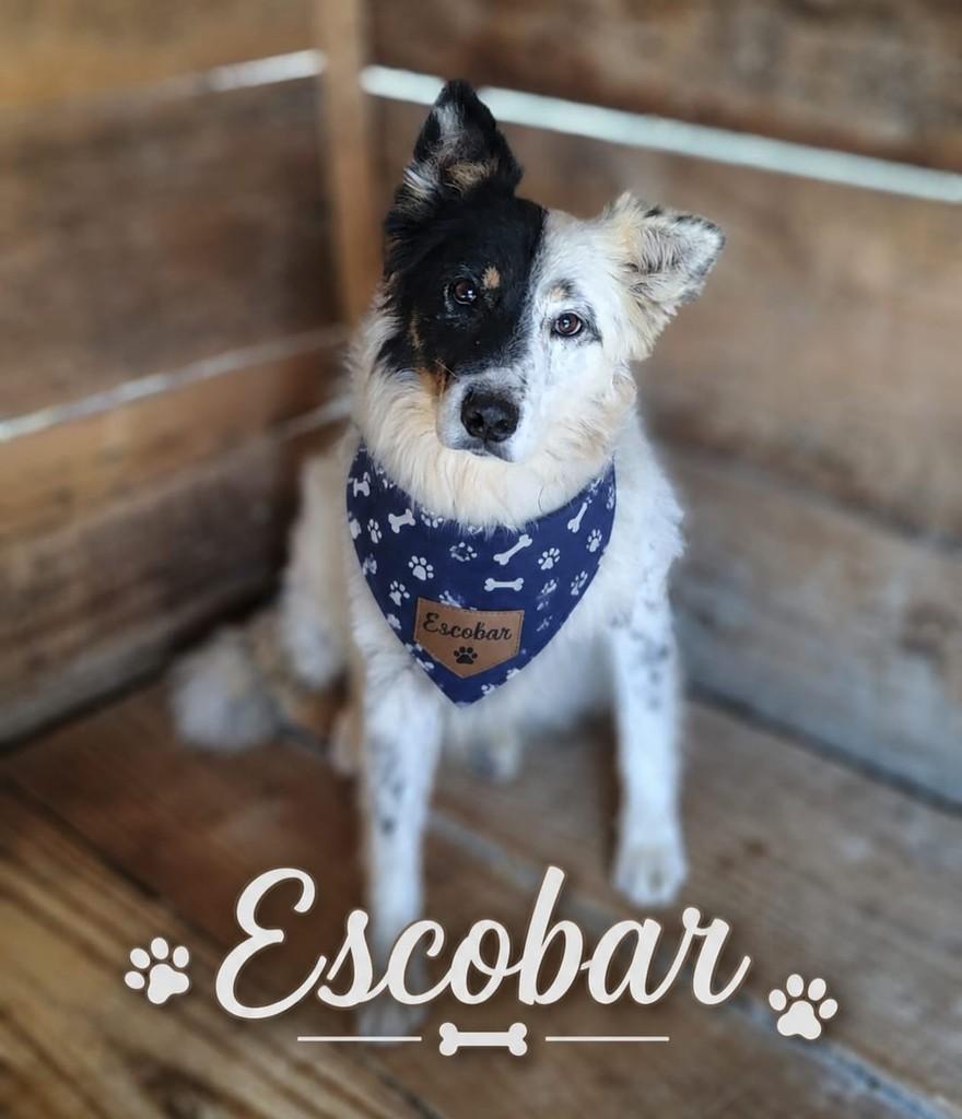 Escobar, cachorro de porte grande para adoção em Farroupilha - RS