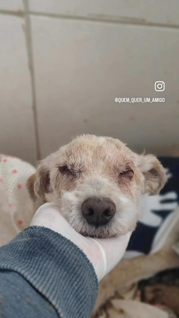 Otto, cachorro de porte pequeno para adoção em Farroupilha - RS