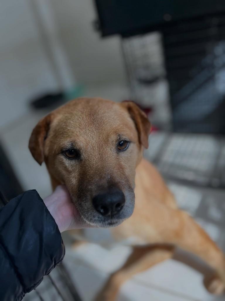 Amiguinho, cachorro de porte pequeno para adoção em Farroupilha - RS
