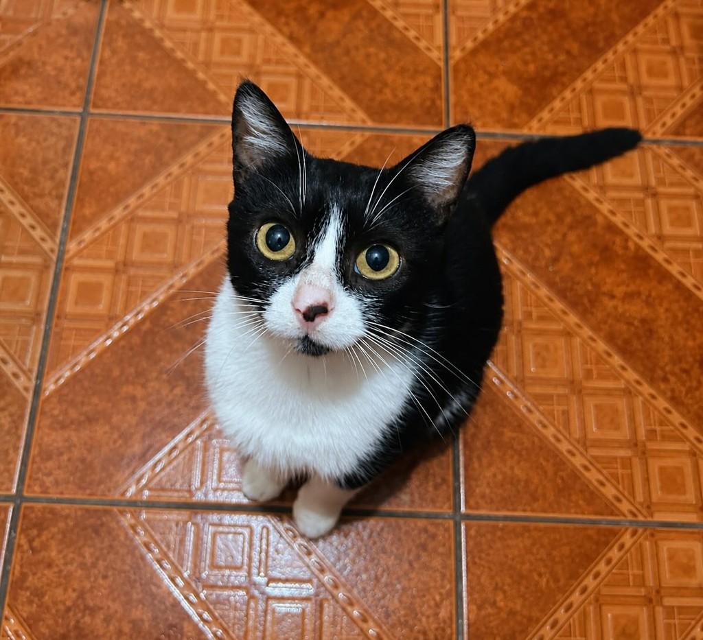 Pirulita, gata de porte pequeno para adoção em Farroupilha - RS