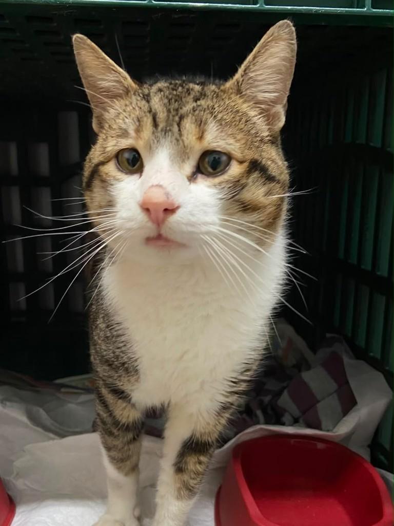 Bebeto, gato de porte médio para adoção em Farroupilha - RS