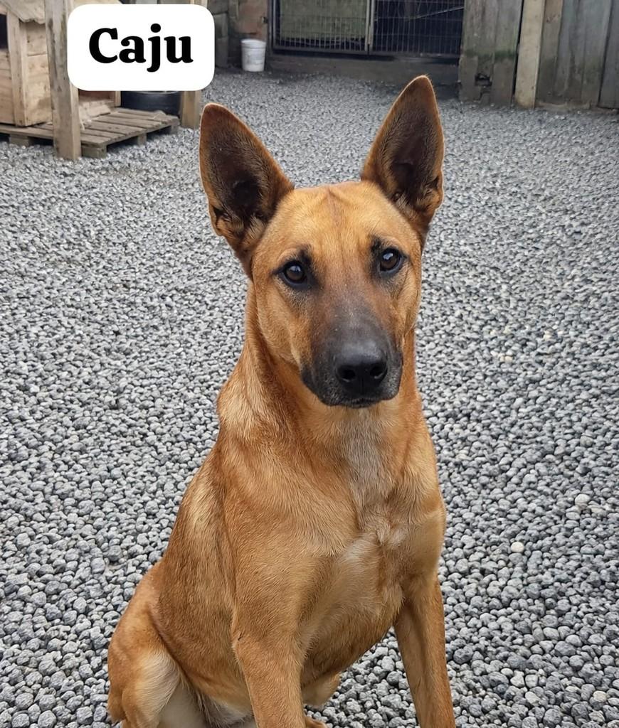 Caju, cadela de porte médio para adoção em Farroupilha - RS