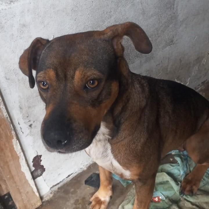 Sasha, cadela para adoção em Farroupilha - RS