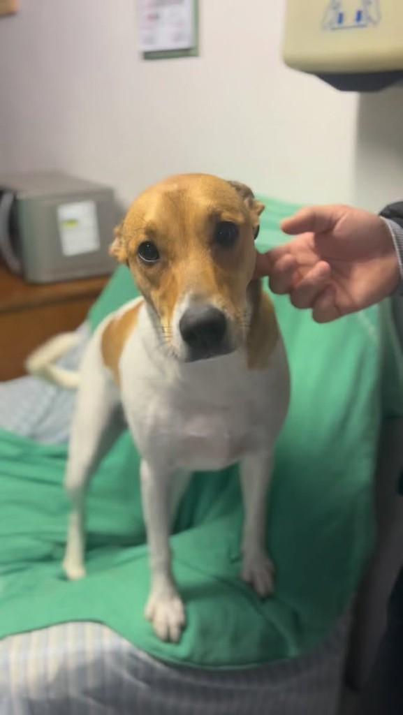 Belinha, cadela para adoção em Farroupilha - RS