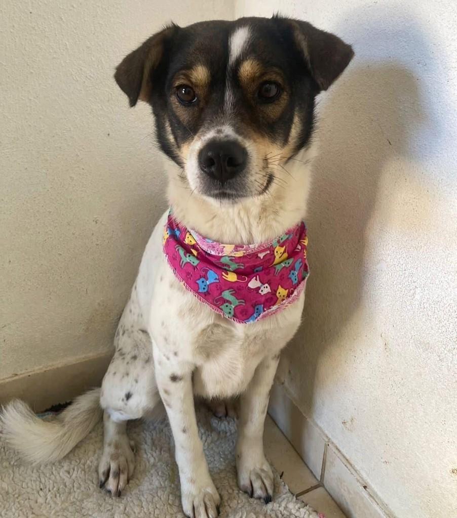 Loly, cadela de porte médio para adoção em Farroupilha - RS