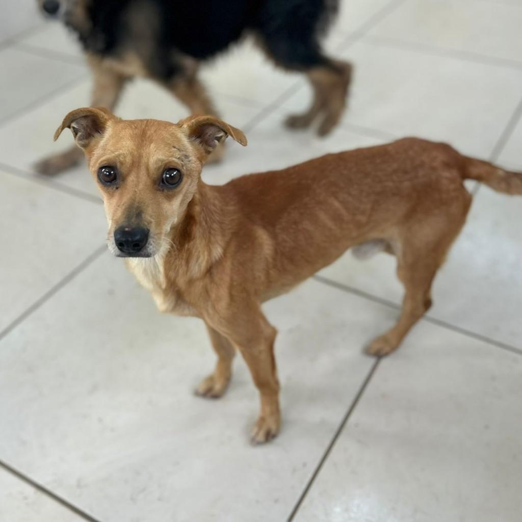 Naruto, cachorro de porte pequeno para adoção em Farroupilha - RS