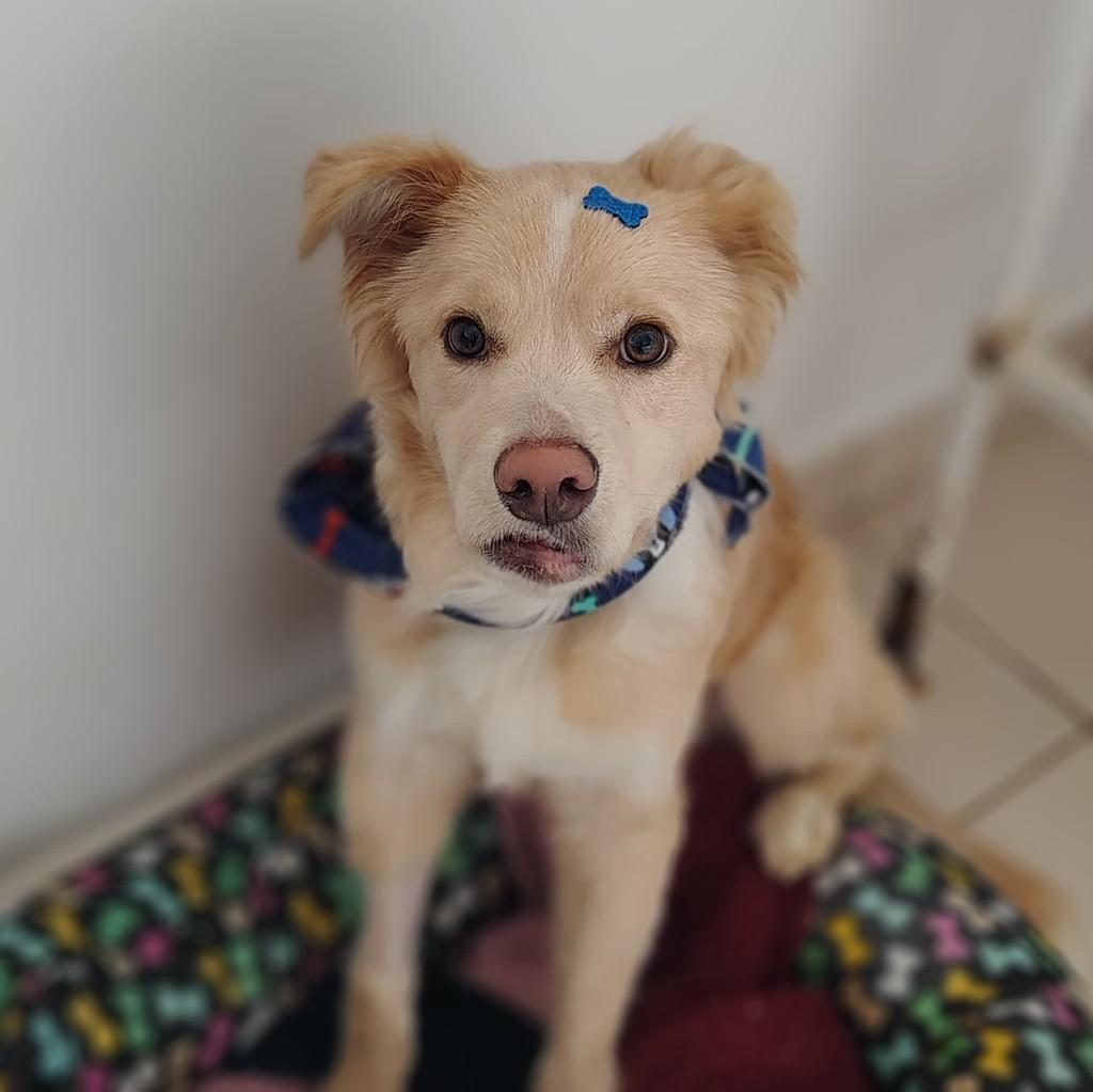 Marley, cachorro de porte pequeno para adoção em Farroupilha - RS
