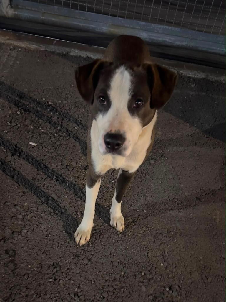 Lindo, cachorro de porte pequeno para adoção em Farroupilha - RS