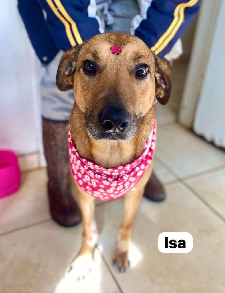 Isa, cadela de porte grande para adoção em Farroupilha - RS