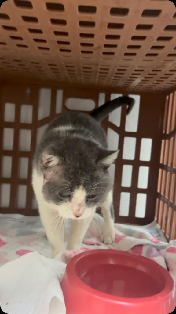 Bruno Mars, gato de porte médio para adoção em Farroupilha - RS